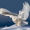 Chouette des neiges (Bubo scandiacus) sur Christian Müringer