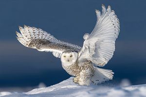 Schneeeule (Bubo scandiacus)