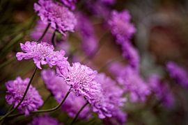 Pigeonweed by Rob Boon