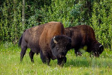 Wilde bizons op de Alaska Highway van Roland Brack