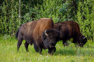 Wilde Bisons am Alaska Highway von Roland Brack