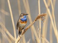 Bluethroat sur les roseaux aux Pays-Bas