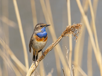 Bluethroat sur les roseaux aux Pays-Bas