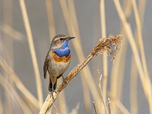 Blauwborst op rietstengel in Nederland