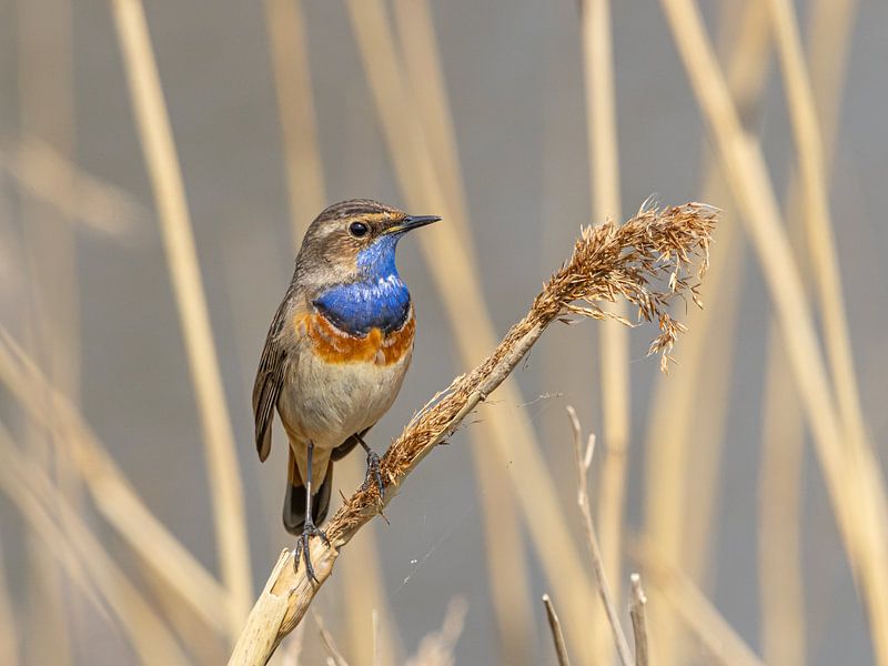 Bluethroat on reeds in the Netherlands by John Stijnman