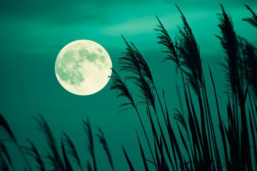 Volle maan in het riet