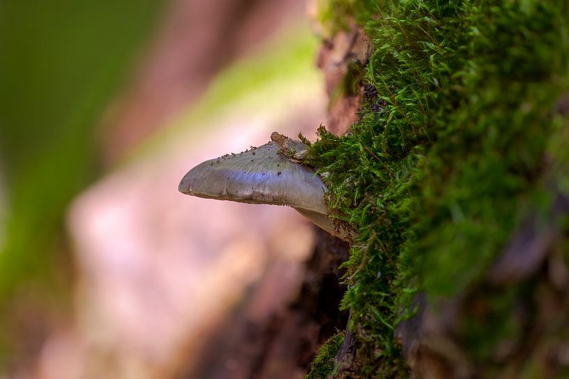 Pilz wächst auf einem bemoosten Baumstamm in einem Laubwald im Herbst von Mario Plechaty Photography
