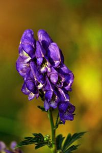 Fleurs violettes dans la lumière d'automne