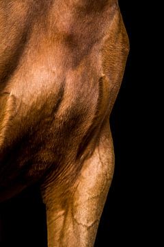 Close-up paard 5 van Lina Heirwegh