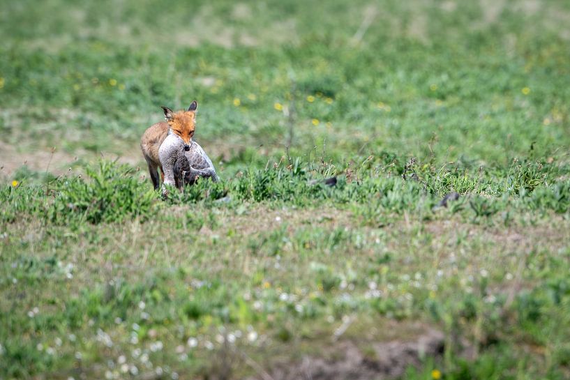 Fuchs von Andy van der Steen - Fotografie