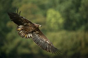 Seeadler ( Haliaeetus albicilla ), im Flug, Wald im Hintergund, weit aufgefächertes Gefieder kurz vo von wunderbare Erde