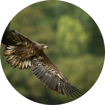 White-tailed Eagle / Sea Eagle ( Haliaeetus albicilla ), immature, in flight just before landing, in van wunderbare Erde