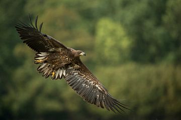 White-tailed Eagle / Sea Eagle ( Haliaeetus albicilla ), immature, in flight just before landing, in van wunderbare Erde