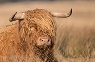 Scottish Highlander by Karin van Rooijen Fotografie thumbnail