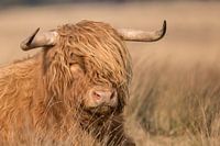Scottish Highlander