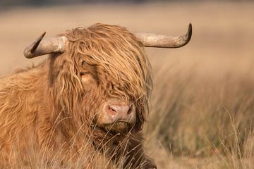 Schotse hooglander van Karin van Rooijen Fotografie