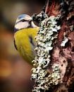 The Blue Tit by Maickel Dedeken thumbnail