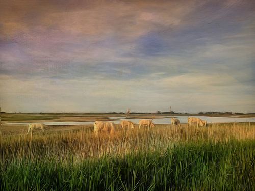 Cows in the Prunjepolder on Schouwen Duiveland