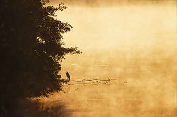 Goldener Nebelsee - Der Tag erwacht