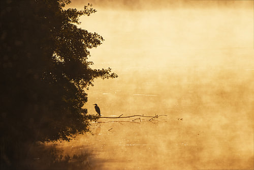 Golden Mist Lake – The Day Dawns
