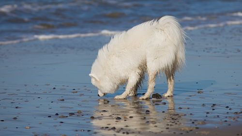 Samoyed