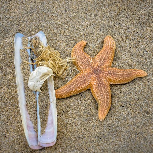 Starfish in the sand