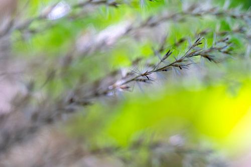 Plumes dans le jardin