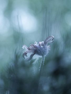 Frosted mystic flower