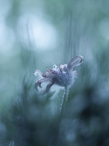 Frosted mystic flower