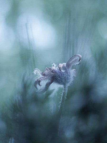Frosted mystic flower van Mirakels Kiekje