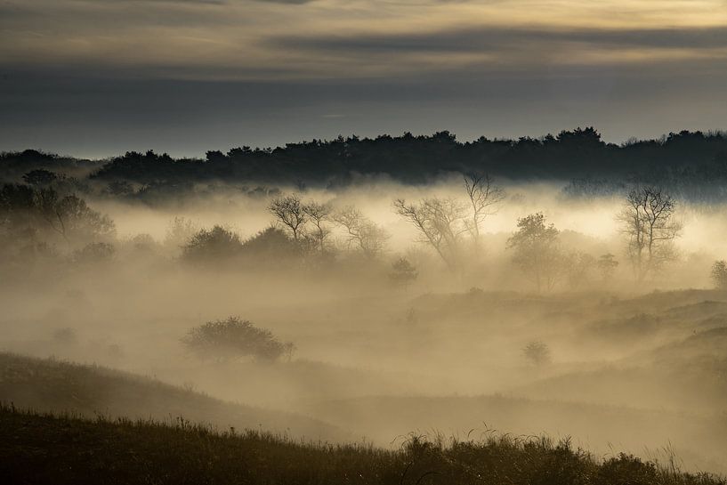 Morning in nature reserve Berkheide by Dirk van Egmond