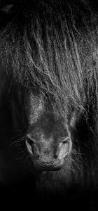 Cheval noir et blanc