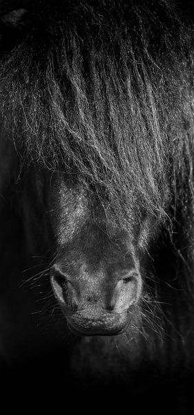 Pferd schwarz-weiß von Jeroen Mikkers