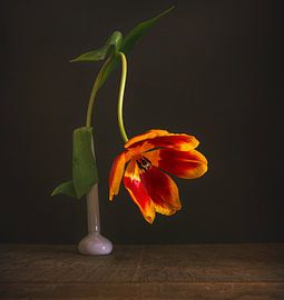still life with a tulip on a dark background