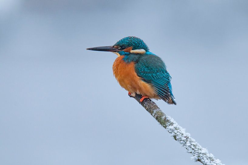 Eisvogel im Winter, Alcedo Atthis von Gert Hilbink