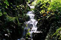 Wasserfall fließt durch das Laub hinunter
