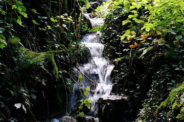 Waterfall flows down through the foliage by Idema Media