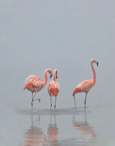 Three flamingos in the mist