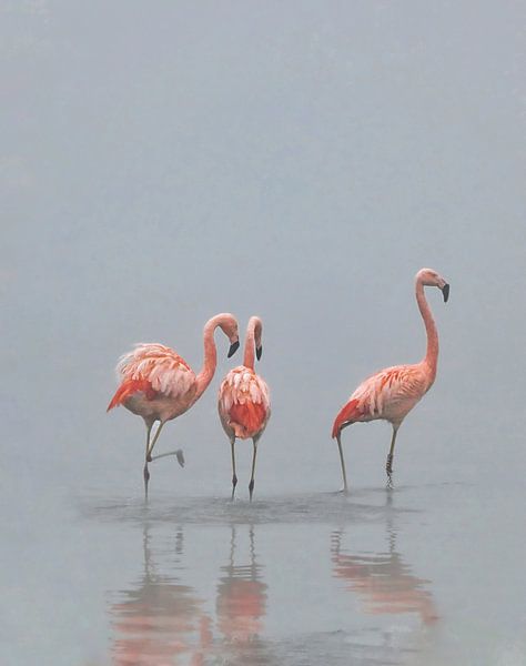 Three flamingos in the mist by Jolanda Stam
