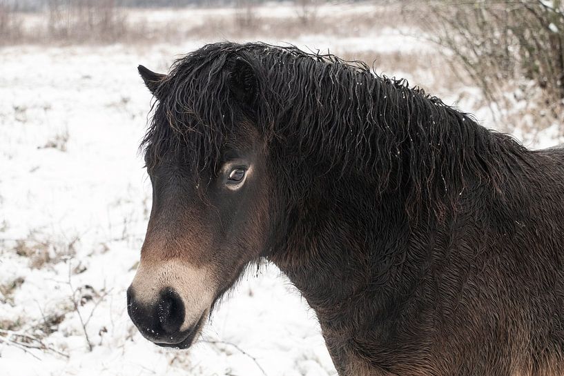 close up of an Exmoor pony in the snow by picsbyronenvief