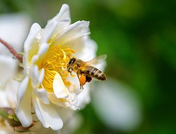Honey bee approaching a rose blossom by ManfredFotos
