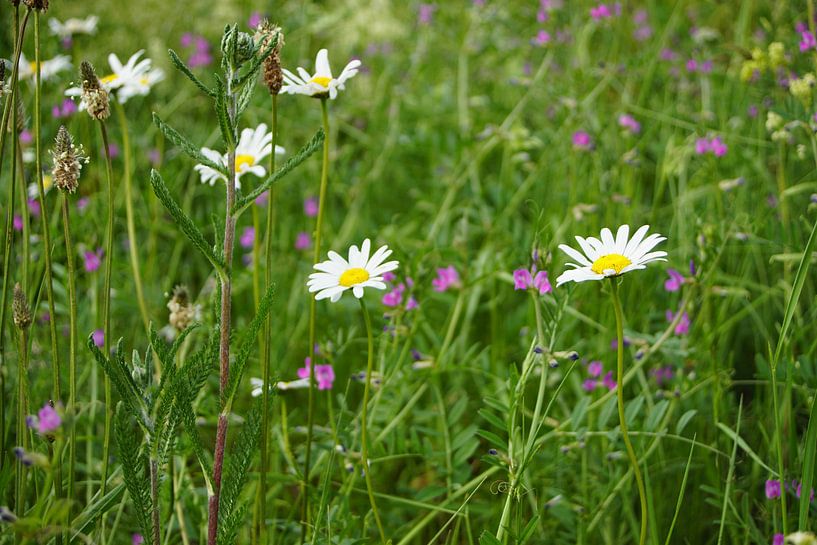 bloemen by G.m. Seuren