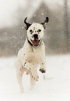 Dalmatier