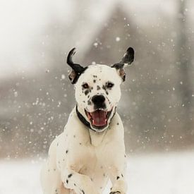 Dalmatier von Wendy Bremmert