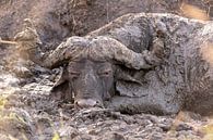 Buffalo in mud by Dennis Eckert thumbnail