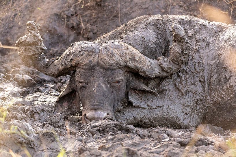 Buffalo in mud by Dennis Eckert