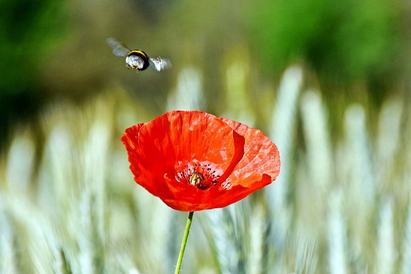 van een hommel en een rode klaproosbloem in een maïsveld van Werner Lehmann