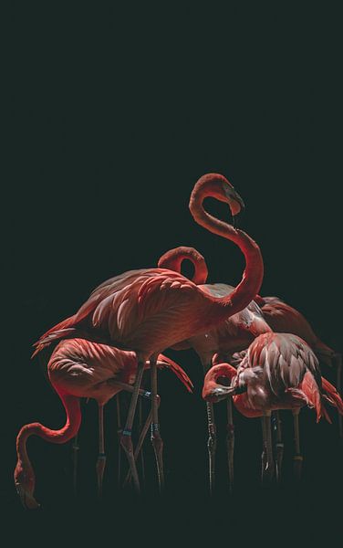 Flamingos by Truckpowerr