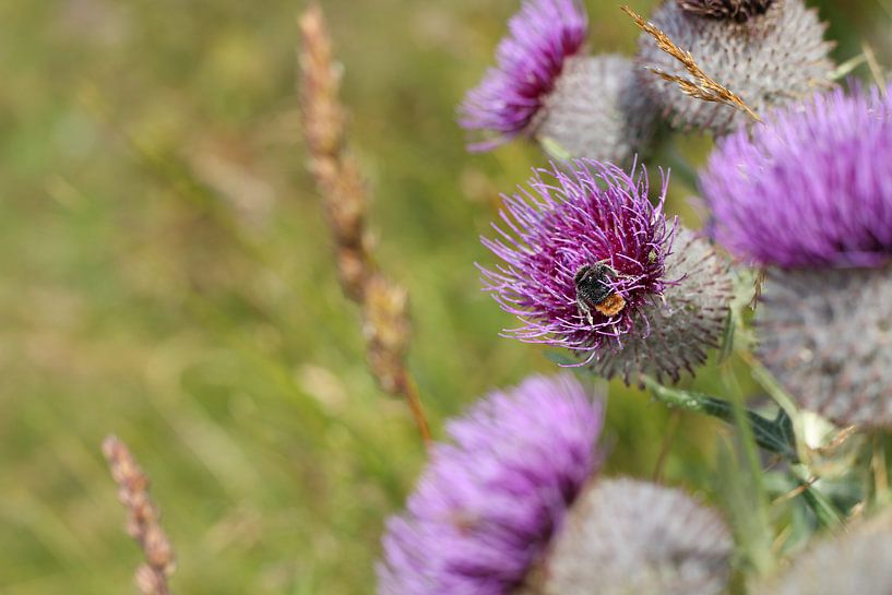 Blume mit Biene von Nina Haverkamp