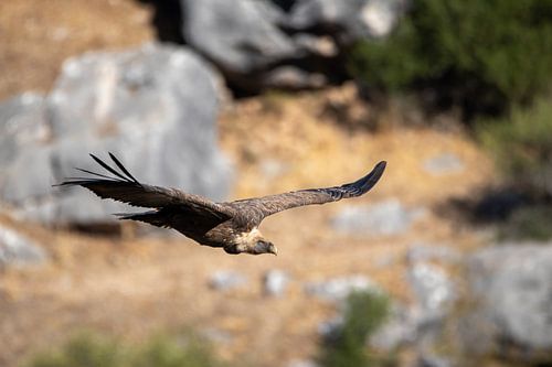 A griffon vulture in flight